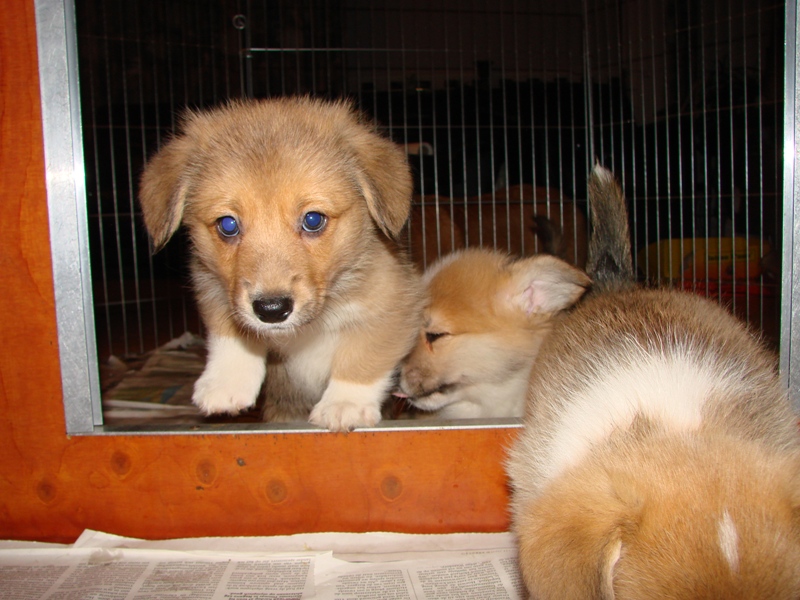 Puppies